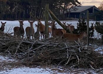 Nysgerrigt afventer kronvildtet fodringen med byens juletræer.