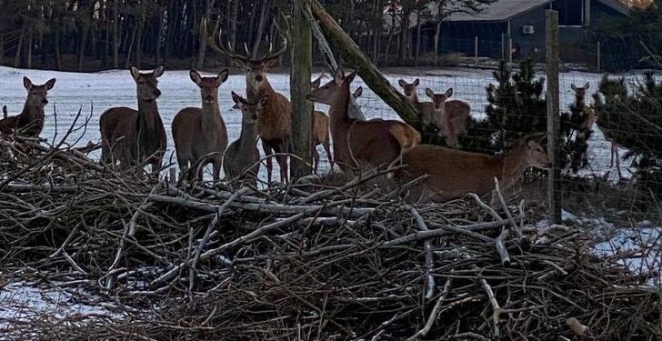 Nysgerrigt afventer kronvildtet fodringen med byens juletræer.