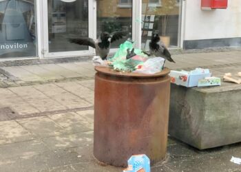 Krager i affaldet på Nørregade i Hirtshals. Foto: Arkiv.