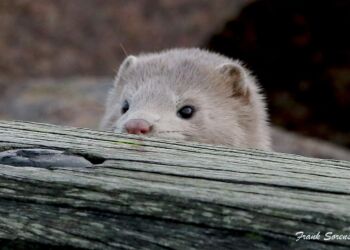 Mink på Hirtshals Havn. Foto: Frank Abildgaard Sørensen.