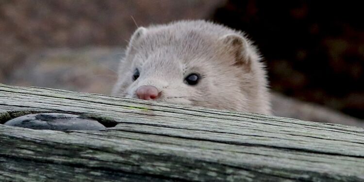 Mink på Hirtshals Havn. Foto: Frank Abildgaard Sørensen.