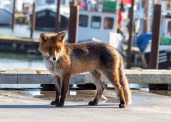 Den foregående og nu afdøde ræv var et yndet motiv på havnen. Foto (arkiv): Erik Bilde.