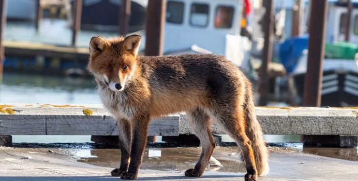 Den foregående og nu afdøde ræv var et yndet motiv på havnen. Foto (arkiv): Erik Bilde.