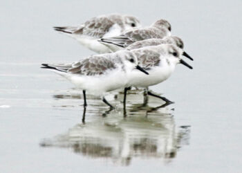 Sandløbere på Øststranden ved Hirtshals. Foto (arkiv): Kurt Prentow.