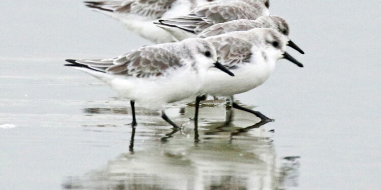 Sandløbere på Øststranden ved Hirtshals. Foto (arkiv): Kurt Prentow.