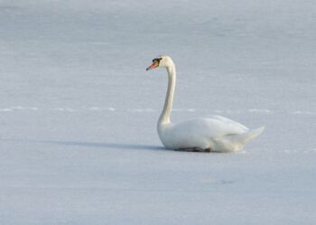 Dyrenes Beskyttelses Vagtcentral 1812 modtog på bare en weekend knap 60 henvendelser fra bekymrede borgere, der mente at have spottet en svane, der var frosset fast i isen. Men raske svaner fryser aldrig fast. De sparer derimod på energien ved at sidde stille på isen og vente på bedre vejr. Foto: Dyrenes Beskyttelse.