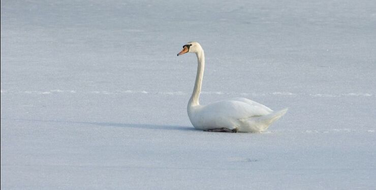 Dyrenes Beskyttelses Vagtcentral 1812 modtog på bare en weekend knap 60 henvendelser fra bekymrede borgere, der mente at have spottet en svane, der var frosset fast i isen. Men raske svaner fryser aldrig fast. De sparer derimod på energien ved at sidde stille på isen og vente på bedre vejr. Foto: Dyrenes Beskyttelse.