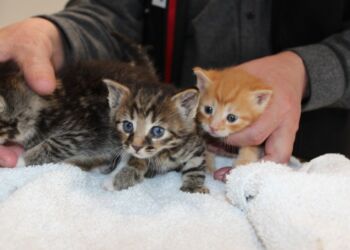 Tre dumpede killinger.