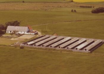 Erlings minkfarm på Lørslev Vesterhede.
