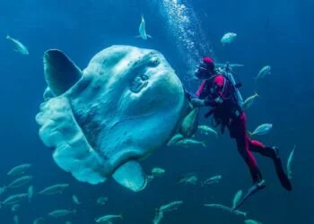Foto (arkiv): Nordsøen Oceanarium.