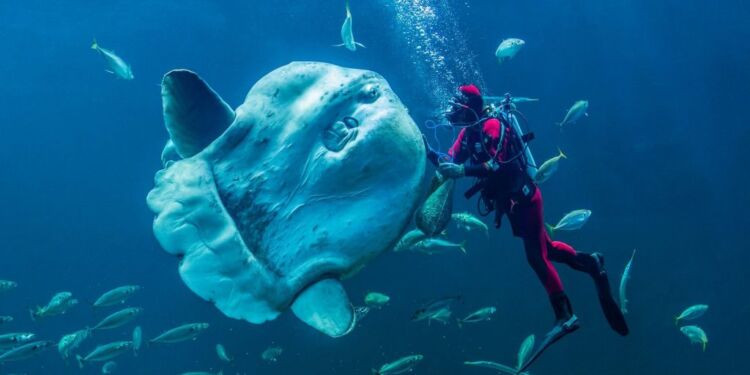 Foto (arkiv): Nordsøen Oceanarium.
