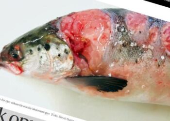 Foto: Forskersonen.no - Shruti Gupta LetSea AS.