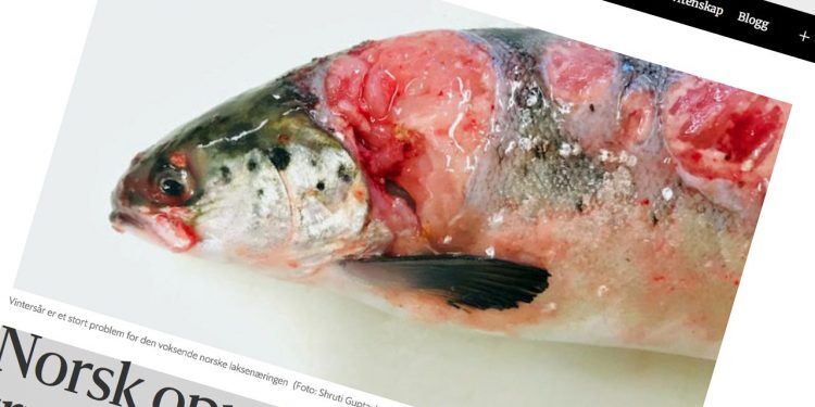 Foto: Forskersonen.no - Shruti Gupta LetSea AS.