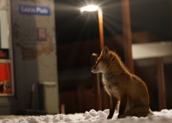 Foto: Arturs Pirazkov.