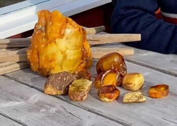 Man skal være meget heldig og/eller dygtig for at finde ravklumper i en kaliber som på billedet her. Men det kan naturligvis lade sig gøre - og med en UV-lygte i hånden giver man sig selv en fordel på "jagtmarken".