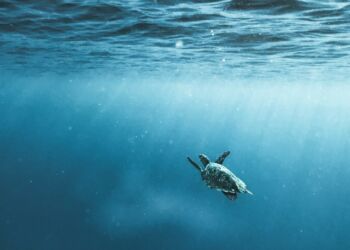 19 dyrevelfærdsorganisationer er gået sammen om at danne World Federation for Animals – en international dyrevelfærdsorganisation, der vil tale dyrenes sag på globalt niveau. Foto: World Federation For Animals.