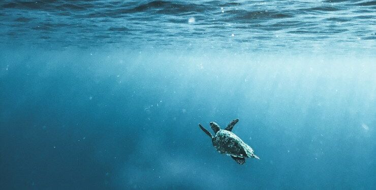 19 dyrevelfærdsorganisationer er gået sammen om at danne World Federation for Animals – en international dyrevelfærdsorganisation, der vil tale dyrenes sag på globalt niveau. Foto: World Federation For Animals.