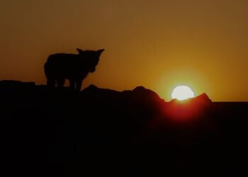 Ræv på Hirtshals Havn. Foto (arkiv): Preben Andersen.