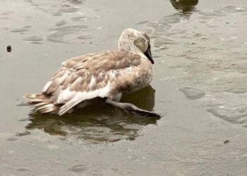 Her ses en ungsvane der bliver presset af bekymrede henvendere og forsøger at komme væk på den glatte is. Denne svane bør lades være, men holdes under opsyn på afstand.