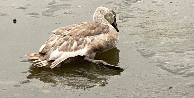 Her ses en ungsvane der bliver presset af bekymrede henvendere og forsøger at komme væk på den glatte is. Denne svane bør lades være, men holdes under opsyn på afstand.