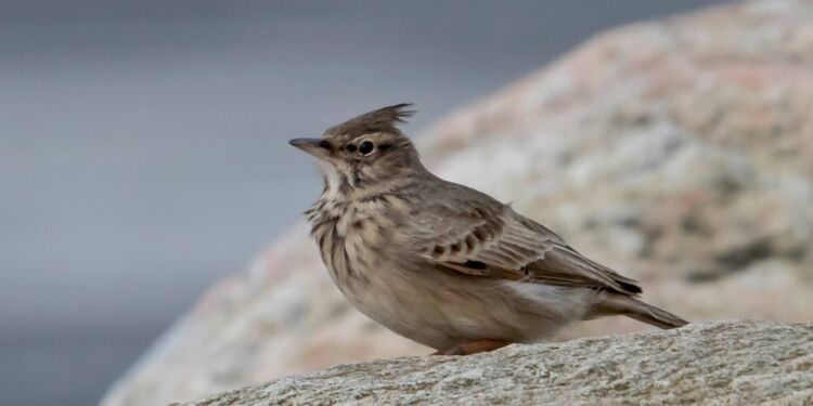 Foto: Frank Abildgaard Sørensen.