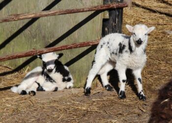 Påskelam i Fun-Park ved Hirtshals. Foto: Arkiv.
