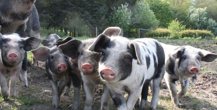 Foto: Dyrenes Beskyttelse.
