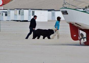 Hund på Løkken Strand. Foto: Arkiv.