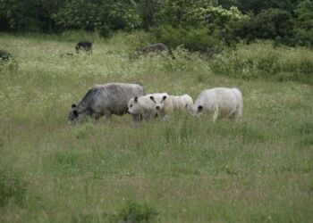 Foto (arkiv): Dyrenes Beskyttelse.