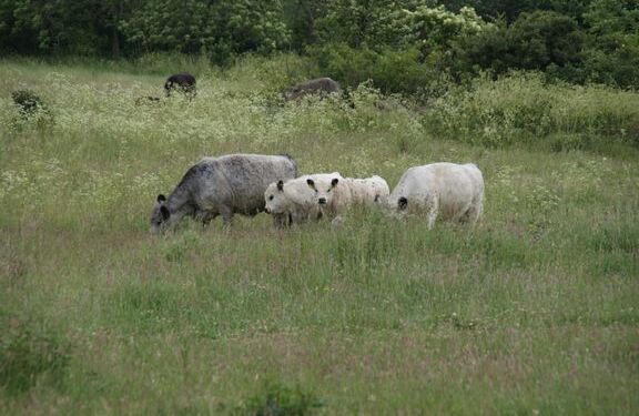 Foto (arkiv): Dyrenes Beskyttelse.