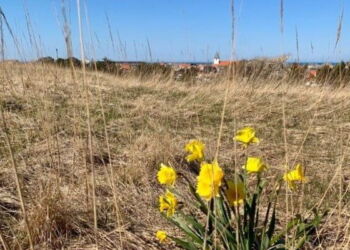 Påskeliljer på Nejst med udsigt til Hirtshals Kirke. Foto: Arkiv.