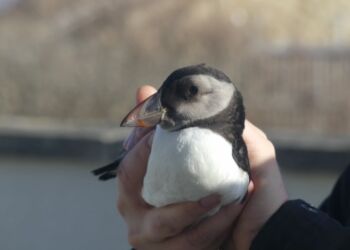 Den unge Lunde som Michaela fik øje på. Efterhånden som fuglen bliver ældre, bliver næbbet højere og kraftigere farvet. Lunderne har sikkert haft det hårdt i midtugens stormvejr.