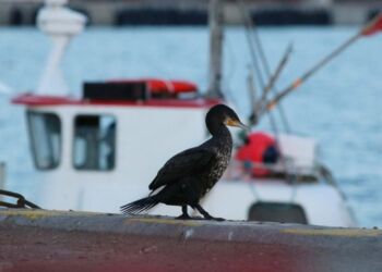 Den fredede, men også omstridte skarv, som her ses på Hirtshals Havn. Foto (arkiv): Conny Jensen.