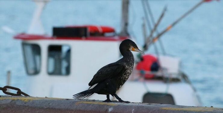 Den fredede, men også omstridte skarv, som her ses på Hirtshals Havn. Foto (arkiv): Conny Jensen.