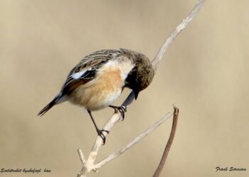 Foto: Frank Abildgaard Sørensen.