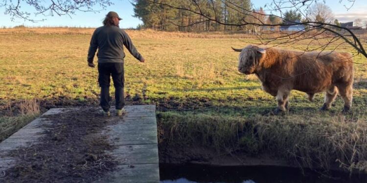 Formand Søren Pedersen tilser kreaturerne ved et naturplejeprojekt ved Tversted i regi af foreningen Tannisbugt Natur- og Vandplejeforening (TNVP). Foto: Arkiv.