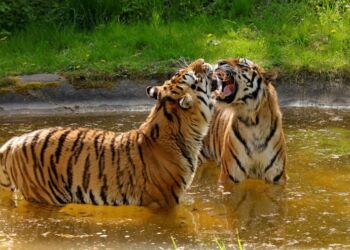 Knuthenborg Safaripark har sammen med Dyrenes Beskyttelse og med støtte fra QATO Fonden designet et tigeranlæg, der skal huse pensionerede cirkustigere og på sigt andre såkaldte ’rescue-tigere’. Anlægget bliver det største af sin slags i Europa, hvor tigerne kan være ude hele året. Foto: Dyrenes Beskyttelse.