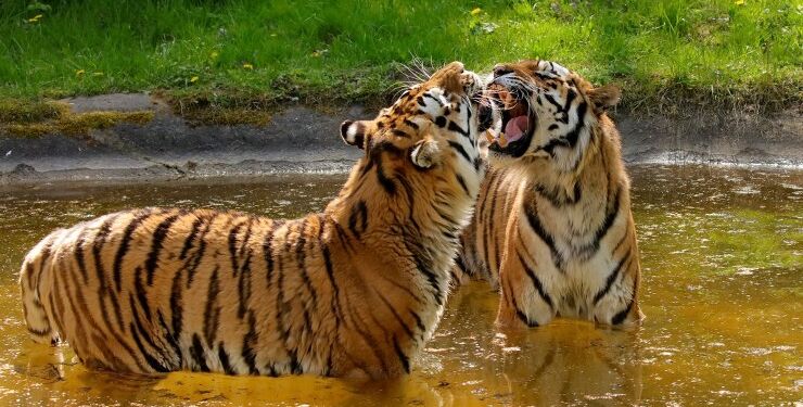 Knuthenborg Safaripark har sammen med Dyrenes Beskyttelse og med støtte fra QATO Fonden designet et tigeranlæg, der skal huse pensionerede cirkustigere og på sigt andre såkaldte ’rescue-tigere’. Anlægget bliver det største af sin slags i Europa, hvor tigerne kan være ude hele året. Foto: Dyrenes Beskyttelse.