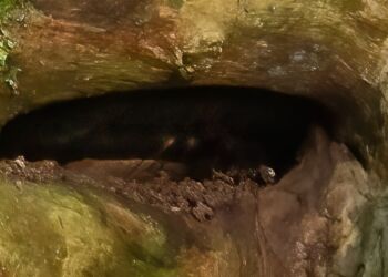 Foto: Torben Stæhr.