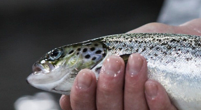 Laks hos Danish Salmon. Foto: Arkiv.