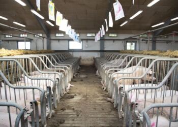 Dyrene skal ikke betale prisen for klimaindsatsen i dansk landbrug. Efter præsentationen af regeringens længe ventede klimahandlingsplan er Dyrenes Beskyttelse stærkt bekymret for, hvad den vil betyde for de mange millioner dyr i de danske stalde. Foto: Camilla Stephan.