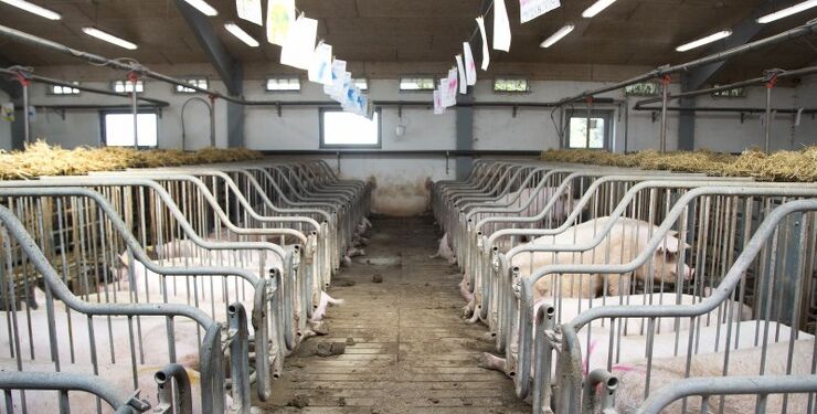 Dyrene skal ikke betale prisen for klimaindsatsen i dansk landbrug. Efter præsentationen af regeringens længe ventede klimahandlingsplan er Dyrenes Beskyttelse stærkt bekymret for, hvad den vil betyde for de mange millioner dyr i de danske stalde. Foto: Camilla Stephan.