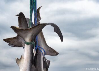 Foto: Antonio Busiello/WWF.