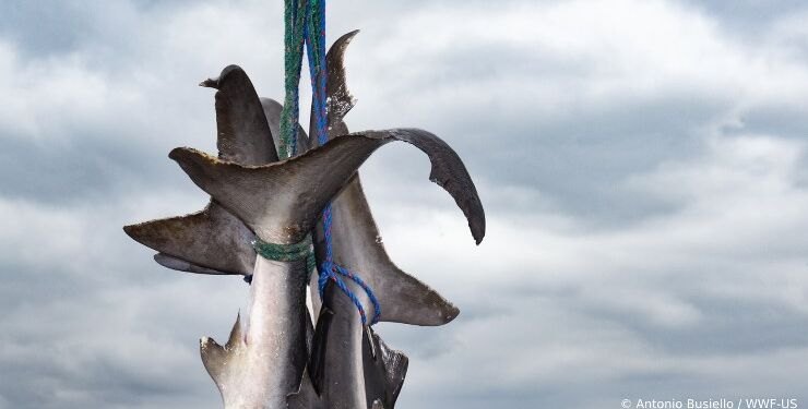 Foto: Antonio Busiello/WWF.