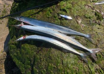 Hornfisk fanget fra stranden nedenfor Hirtshals Fyr. Foto (arkiv): Niels Skipper.