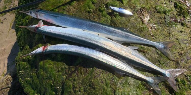 Hornfisk fanget fra stranden nedenfor Hirtshals Fyr. Foto (arkiv): Niels Skipper.