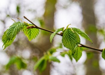 Bøgeblade i Odden Skov. Foto (arkiv): Torben Elling