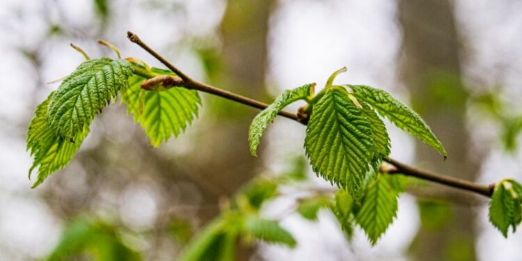 Bøgeblade i Odden Skov. Foto (arkiv): Torben Elling