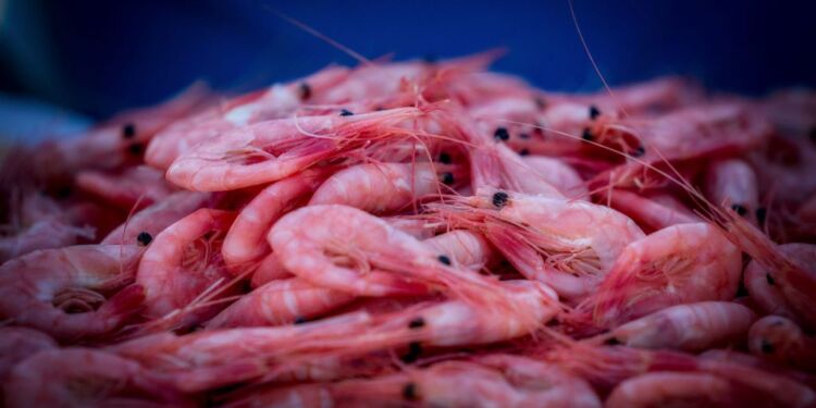 Rejer. Foto (arkiv): Jens Kranen.