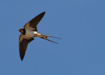 Som svalen vi flyver mod lyset, skriver Poul Jansen. Foto: Pixabay.